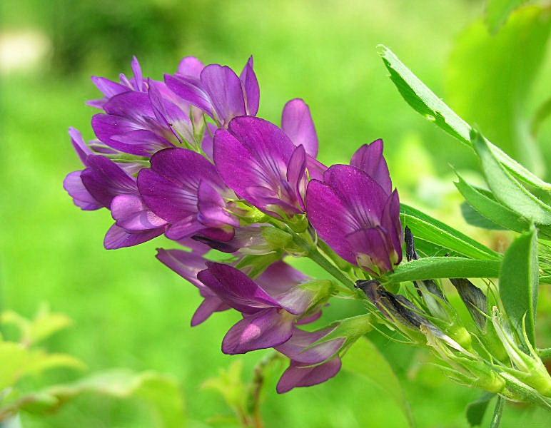 Medicago sativa / Erba medica